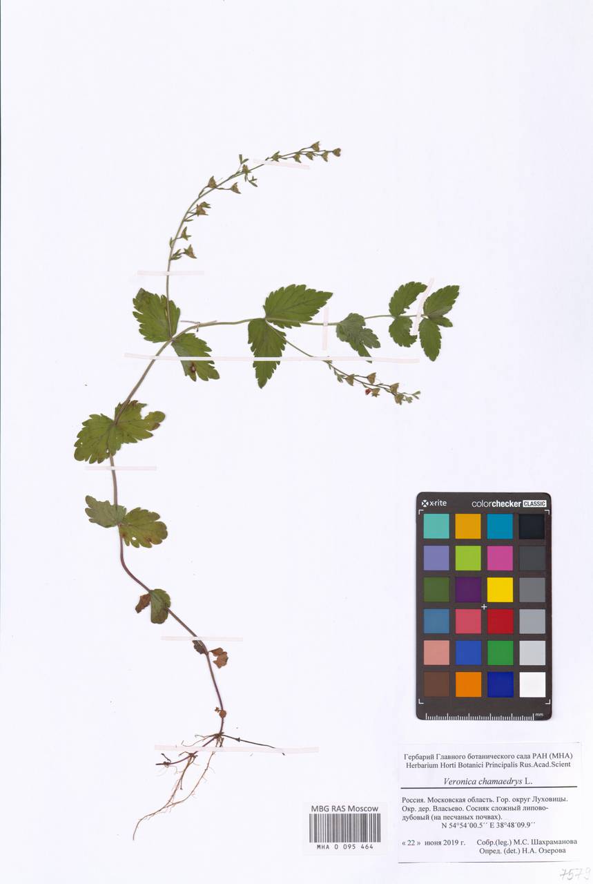 MHA0095464, Veronica chamaedrys (Вероника дубравная), specimen