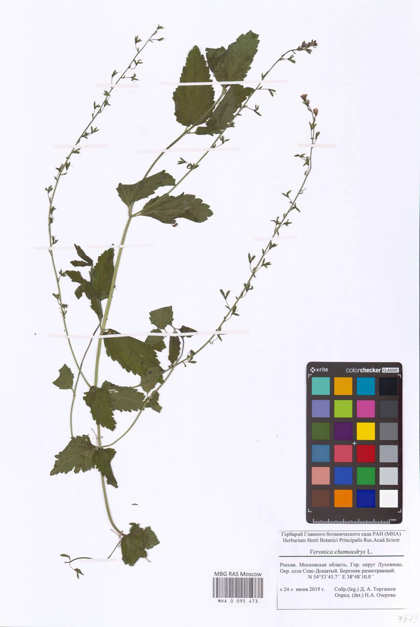 MHA0095473, Veronica chamaedrys (Вероника дубравная), specimen