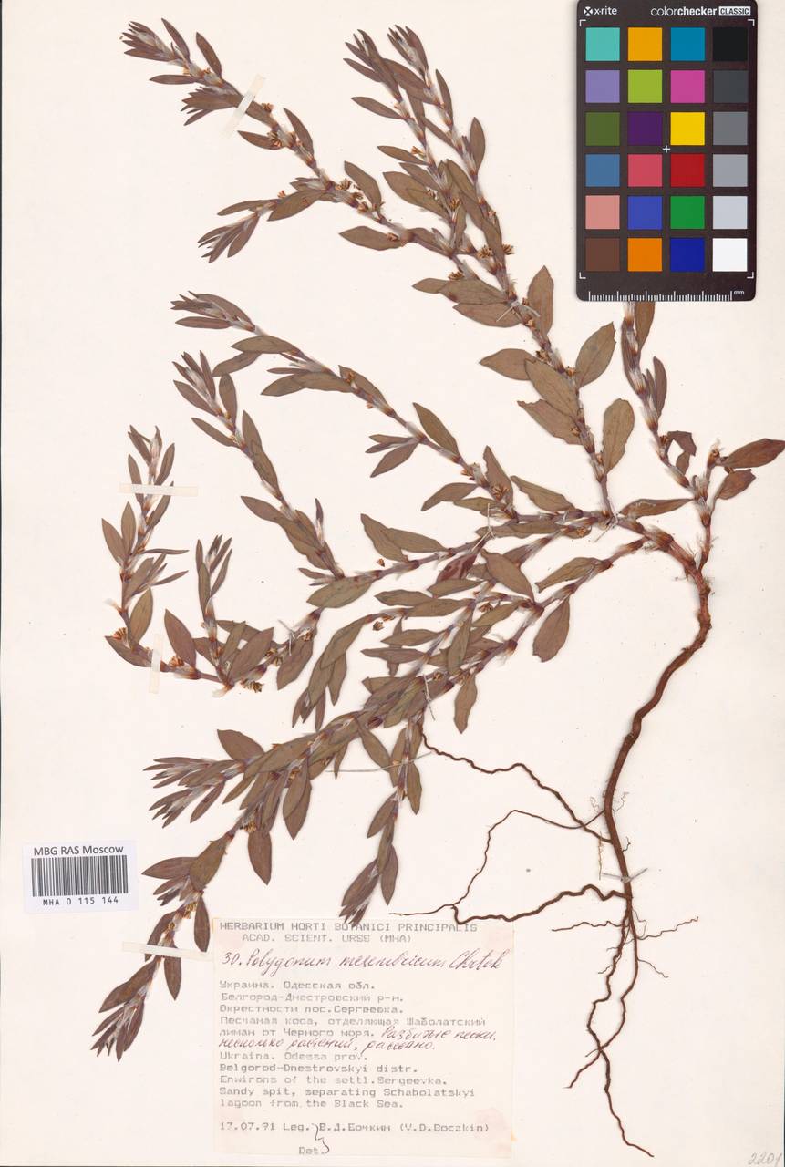 Polygonum mesembricum Chrtek, Восточная Европа, Южно-Украинский район (E12) (Украина)
