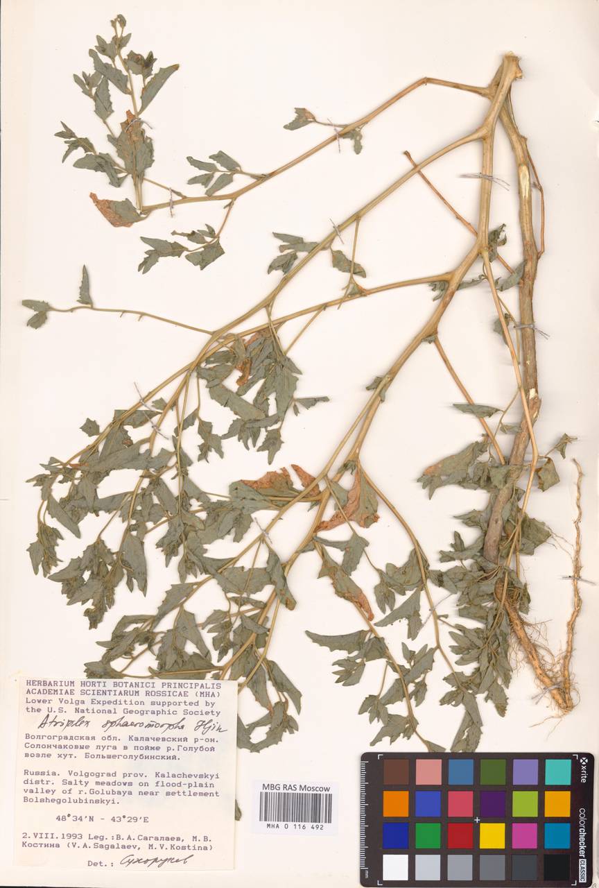 Лебеда шарообразная Iljin, Восточная Европа, Нижневолжский район (E9) (Россия)