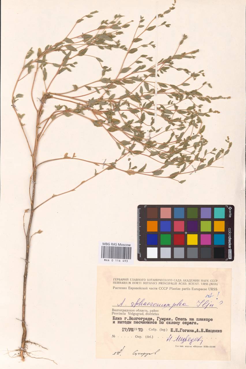 Лебеда шарообразная Iljin, Восточная Европа, Нижневолжский район (E9) (Россия)