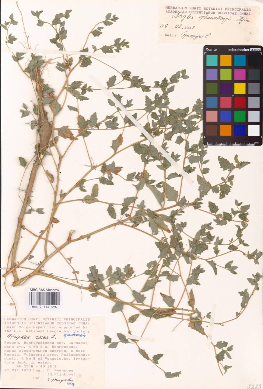 Лебеда шарообразная Iljin, Восточная Европа, Нижневолжский район (E9) (Россия)