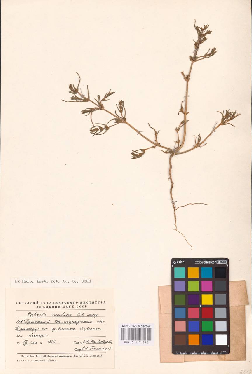 Soda acutifolia (Bunge) Mosyakin, Freitag & Rilke, Средняя Азия и Казахстан, Прикаспийский Устюрт и Северное Приаралье (M8) (Казахстан)