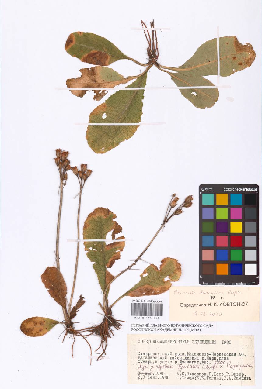 Первоцвет дарьяльский Rupr., Кавказ, Ставропольский край, Карачаево-Черкесия, Кабардино-Балкария (K1b) (Россия)