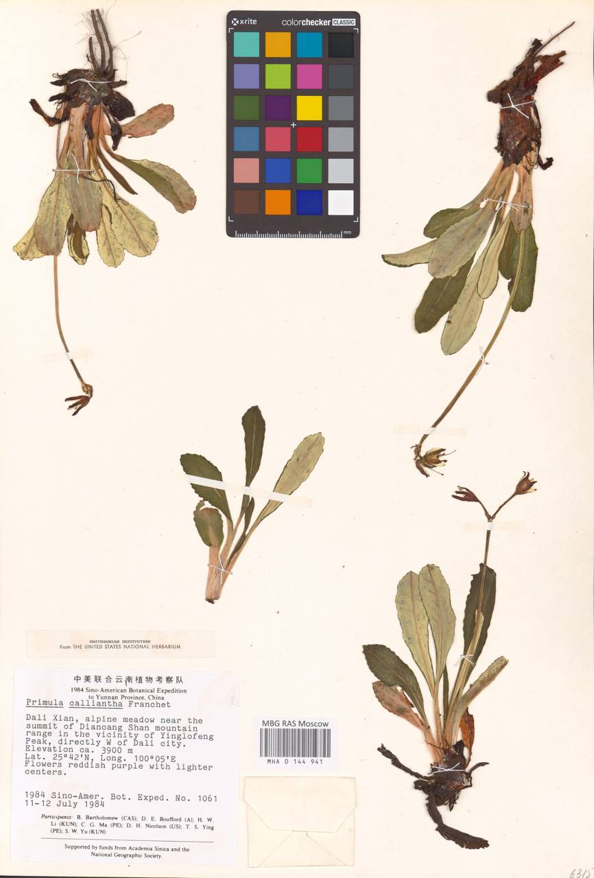 Primula calliantha Franch., Зарубежная Азия (ASIA) (КНР)