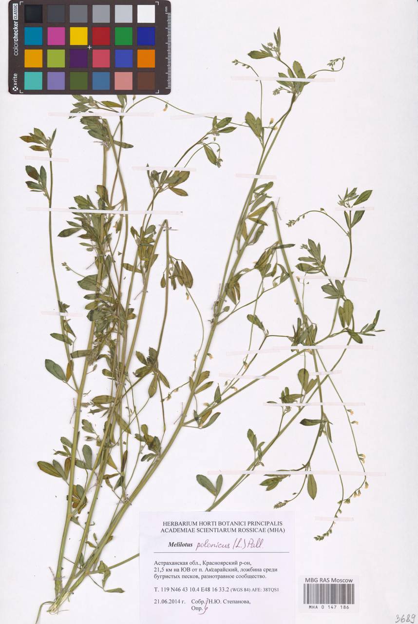 Донник польский (L.) Pall., Восточная Европа, Нижневолжский район (E9) (Россия)