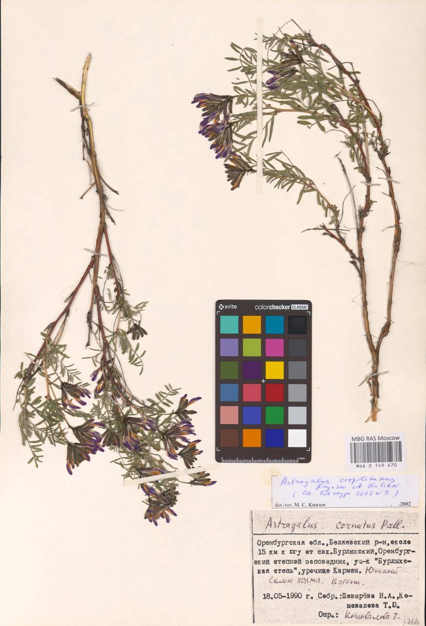 Astragalus oropolitanus Knjaz. & Kulikov, Восточная Европа, Восточный район (E10) (Россия)