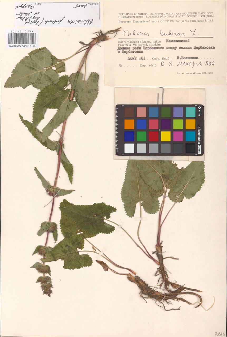 MHA 0 154 108, Phlomoides puberula (Krylov & Serg.) Adylov, Kamelin & Makhm., Восточная Европа, Нижневолжский район (E9) (Россия)