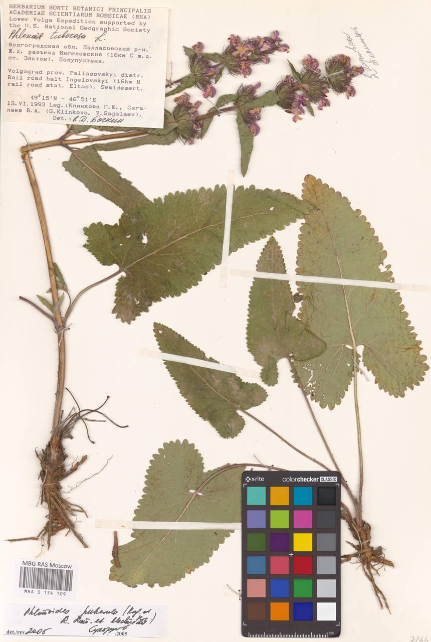 MHA 0 154 109, Phlomoides puberula (Krylov & Serg.) Adylov, Kamelin & Makhm., Восточная Европа, Нижневолжский район (E9) (Россия)