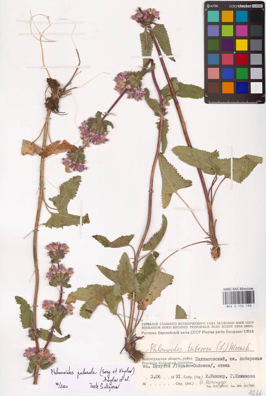 MHA 0 154 190, Phlomoides puberula (Krylov & Serg.) Adylov, Kamelin & Makhm., Восточная Европа, Нижневолжский район (E9) (Россия)