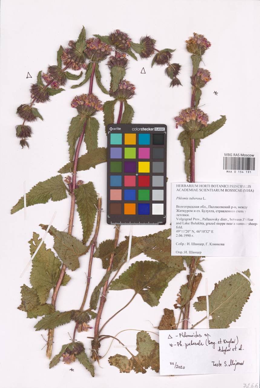 MHA 0 154 191_2, Phlomoides puberula (Krylov & Serg.) Adylov, Kamelin & Makhm., Восточная Европа, Нижневолжский район (E9) (Россия)
