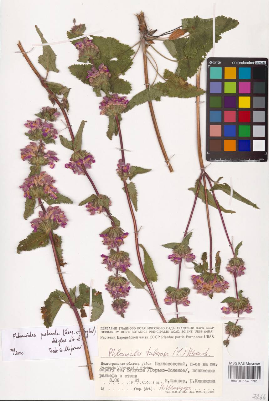 MHA 0 154 192, Phlomoides puberula (Krylov & Serg.) Adylov, Kamelin & Makhm., Восточная Европа, Нижневолжский район (E9) (Россия)