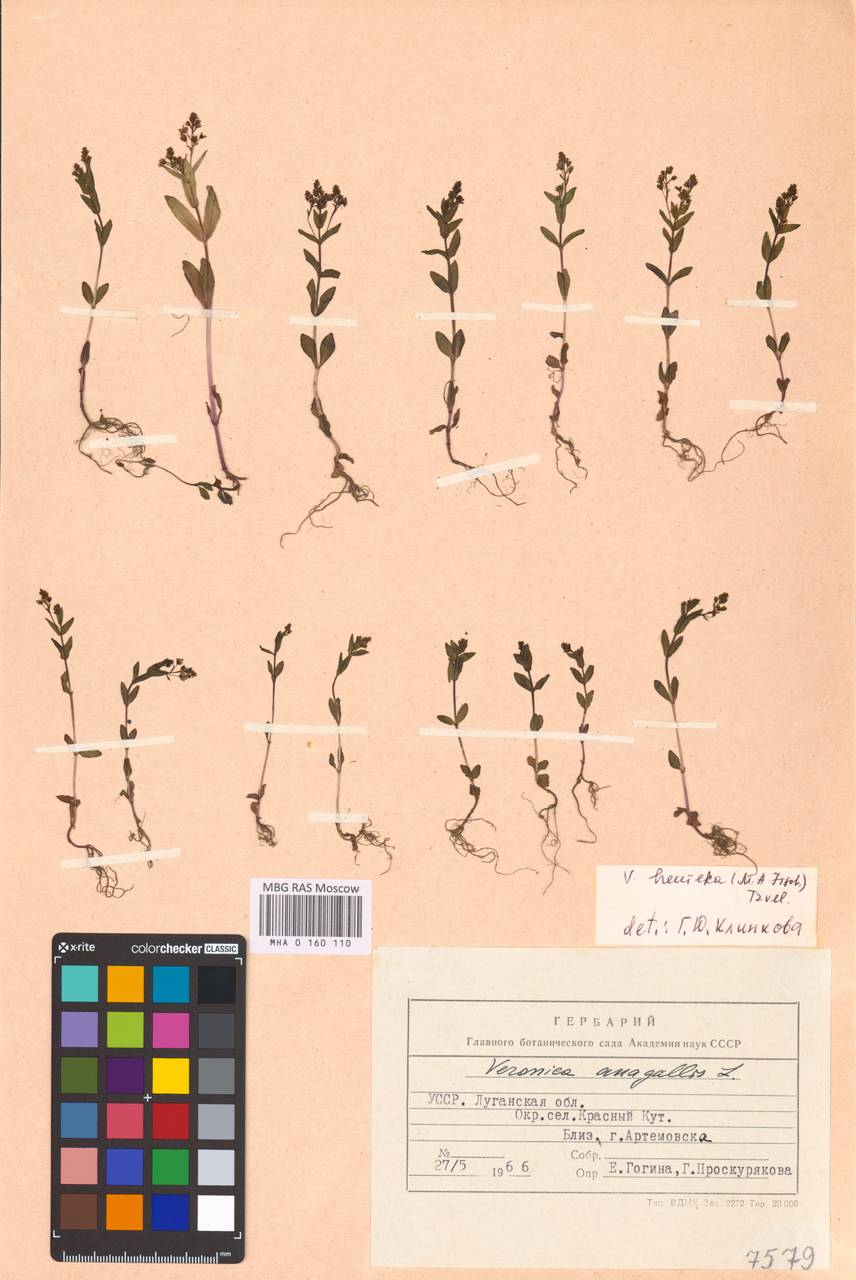 MHA 0 160 110, Вероника Ванхьюрка (M. A. Fisch.) Tzvelev, Восточная Европа, Северо-Украинский район (E11) (Украина)