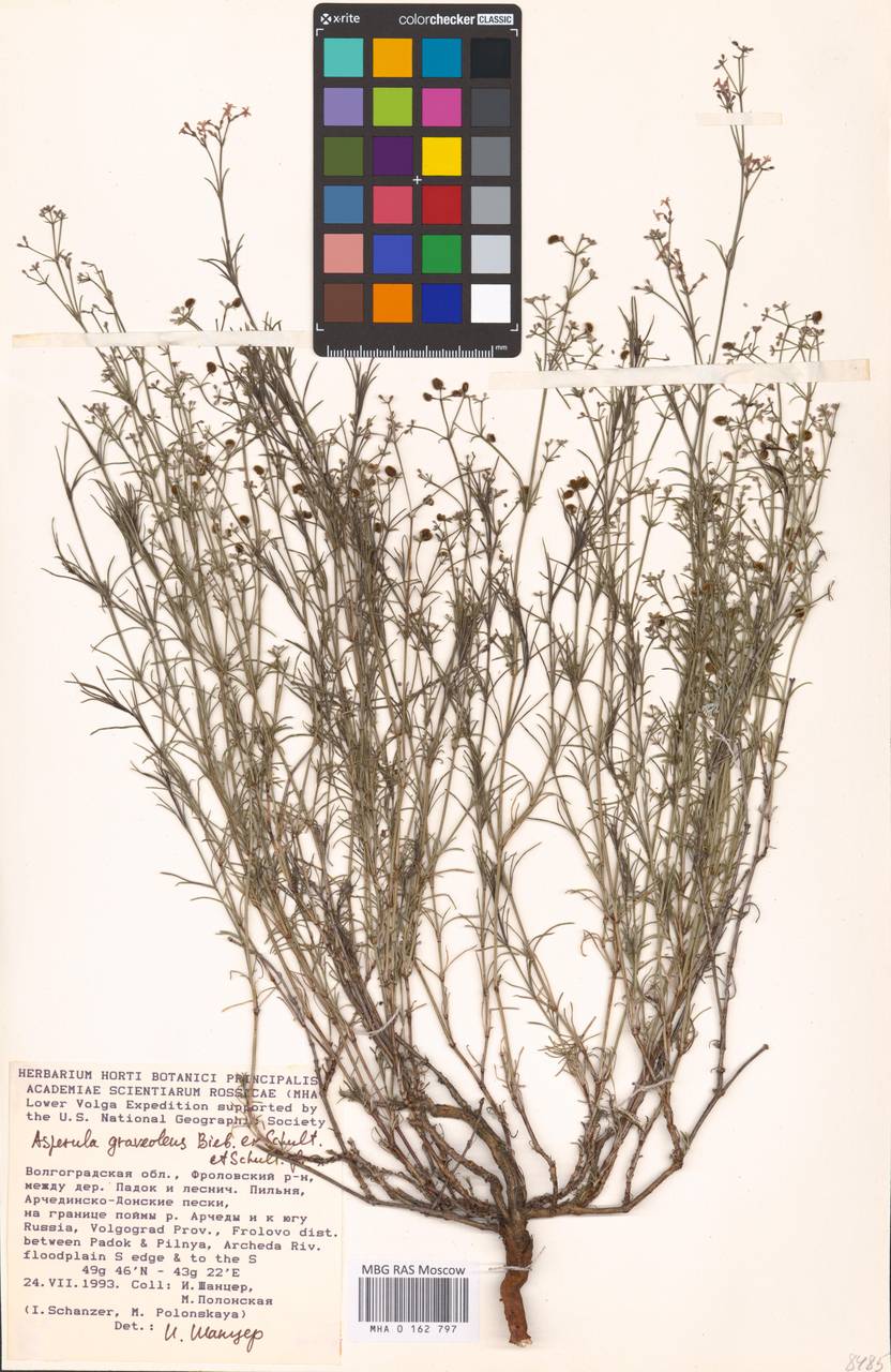 Cynanchica graveolens subsp. graveolens, Восточная Европа, Нижневолжский район (E9) (Россия)