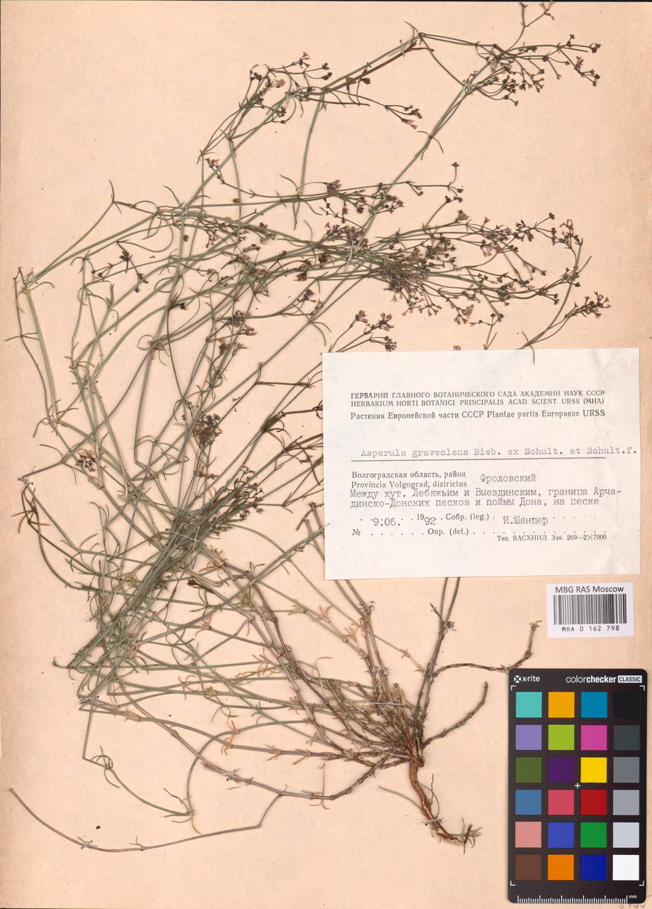 Cynanchica graveolens subsp. graveolens, Восточная Европа, Нижневолжский район (E9) (Россия)