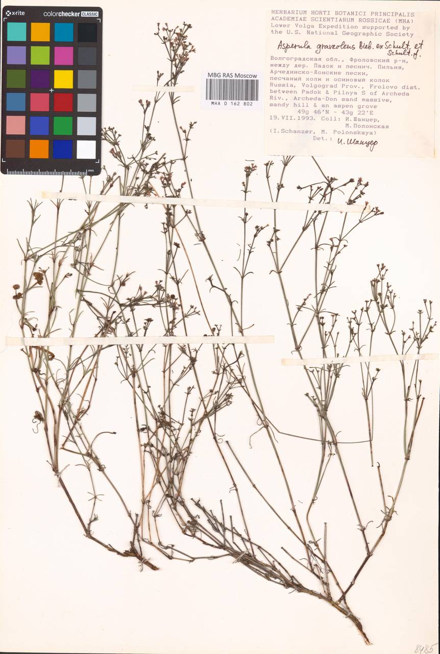 Cynanchica graveolens subsp. graveolens, Восточная Европа, Нижневолжский район (E9) (Россия)