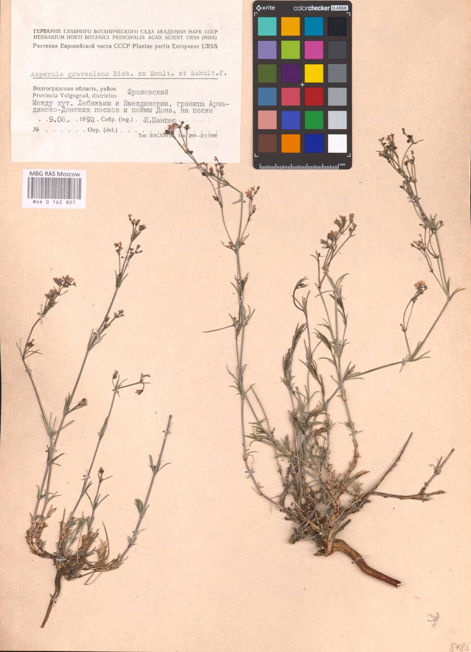 Cynanchica graveolens subsp. graveolens, Восточная Европа, Нижневолжский район (E9) (Россия)