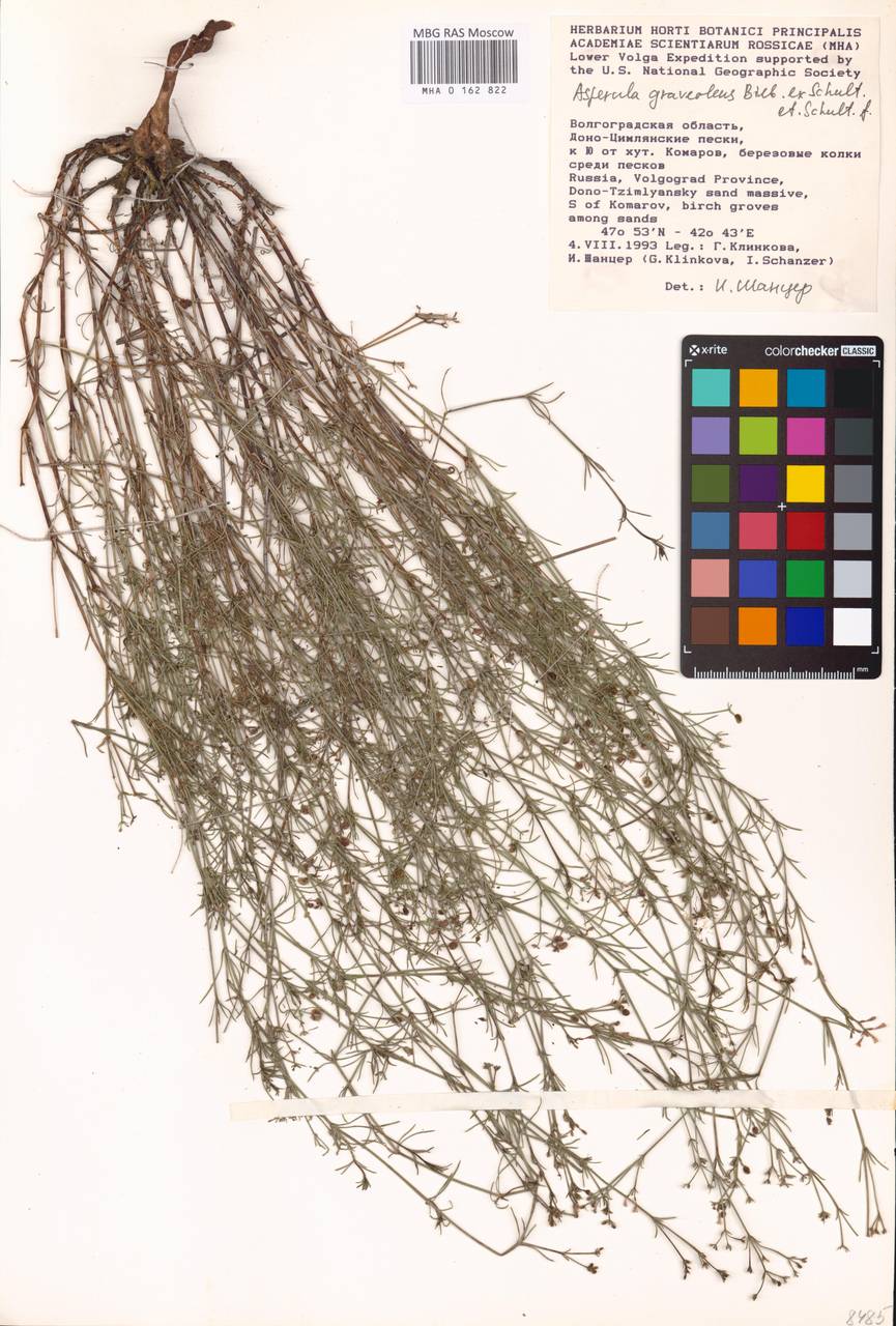 Cynanchica graveolens subsp. graveolens, Восточная Европа, Ростовская область (E12a) (Россия)
