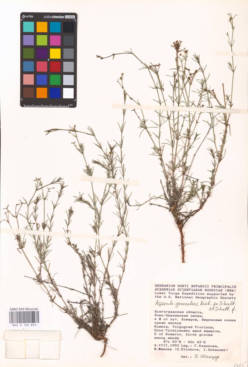 Cynanchica graveolens subsp. graveolens, Восточная Европа, Ростовская область (E12a) (Россия)