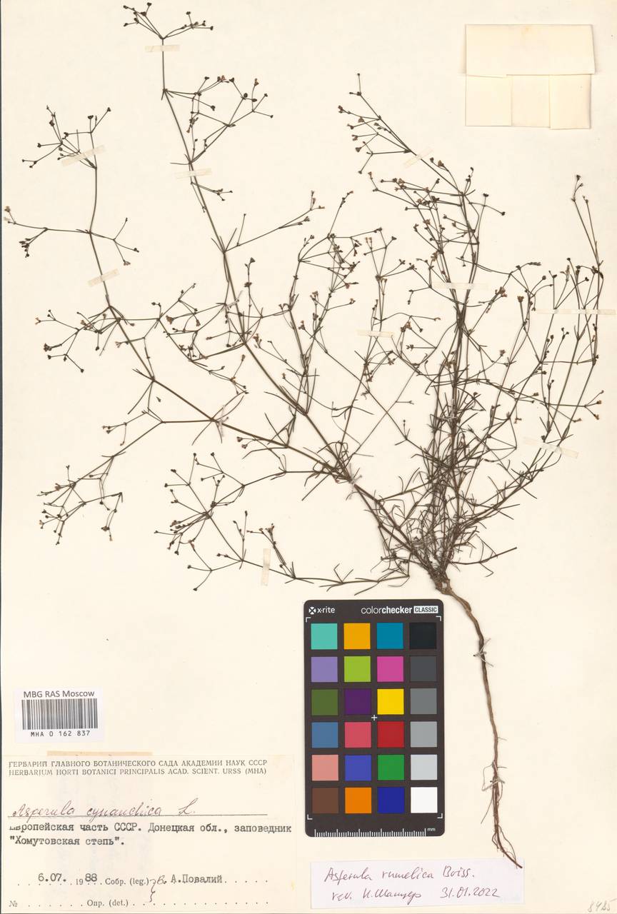 Cynanchica rumelica (Boiss.) P.Caputo & Del Guacchio, Восточная Европа, Южно-Украинский район (E12) (Украина)