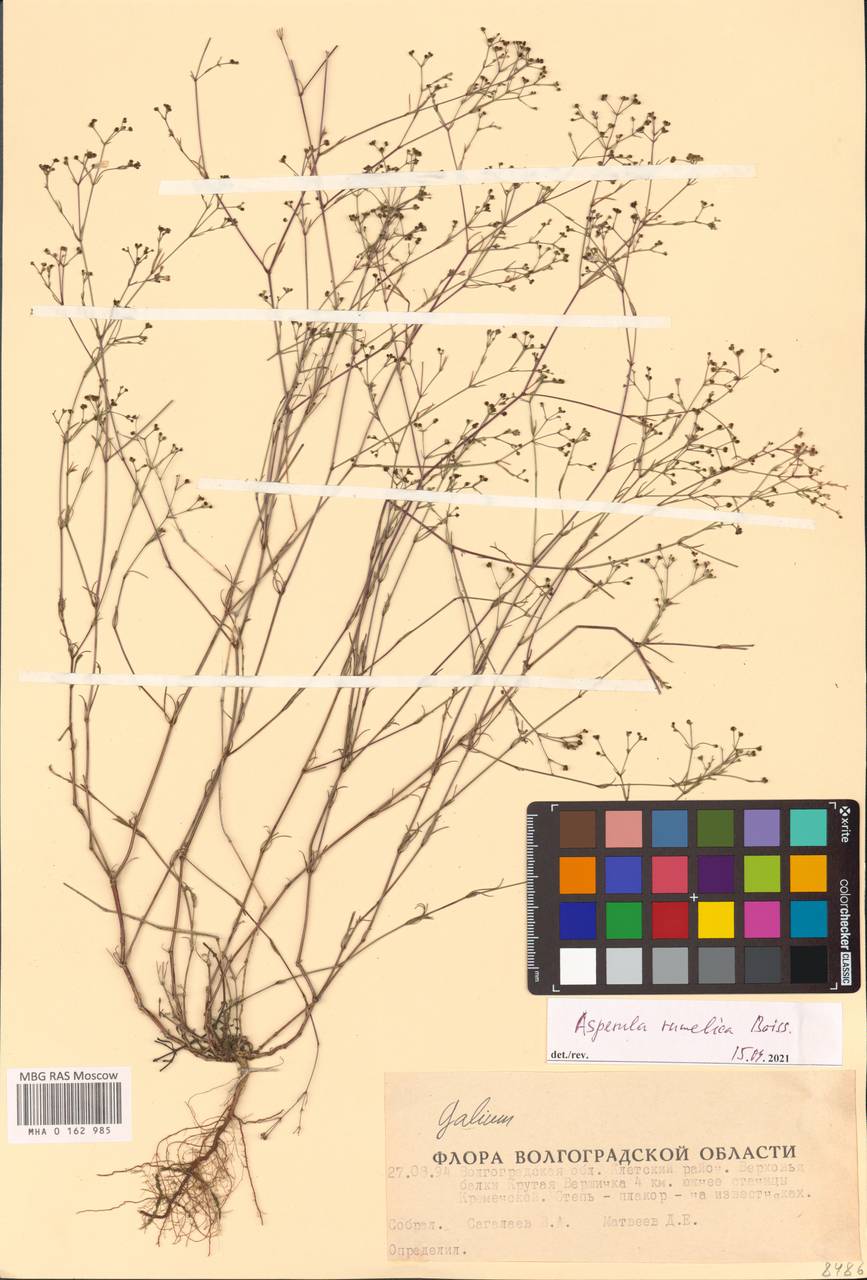 Cynanchica rumelica (Boiss.) P.Caputo & Del Guacchio, Восточная Европа, Нижневолжский район (E9) (Россия)