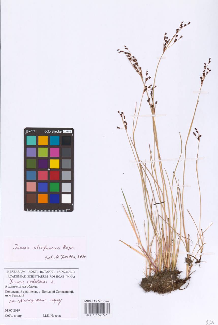Juncus gerardi subsp. atrofuscus (Rupr.) Printz, Восточная Европа, Северный район (E1) (Россия)
