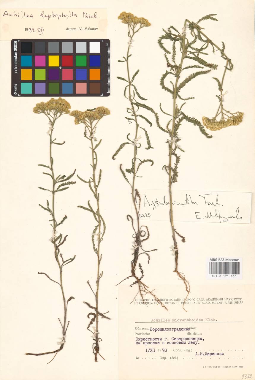 Achillea ×submicrantha Tzvelev, Восточная Европа, Северо-Украинский район (E11) (Украина)