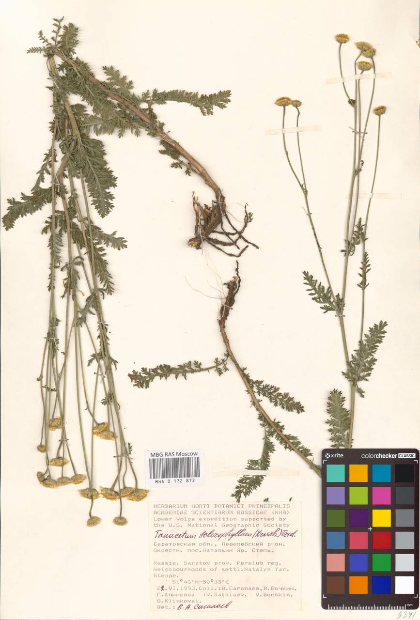 Пижма жестколистная (Krasch.) Tzvelev, Восточная Европа, Нижневолжский район (E9) (Россия)