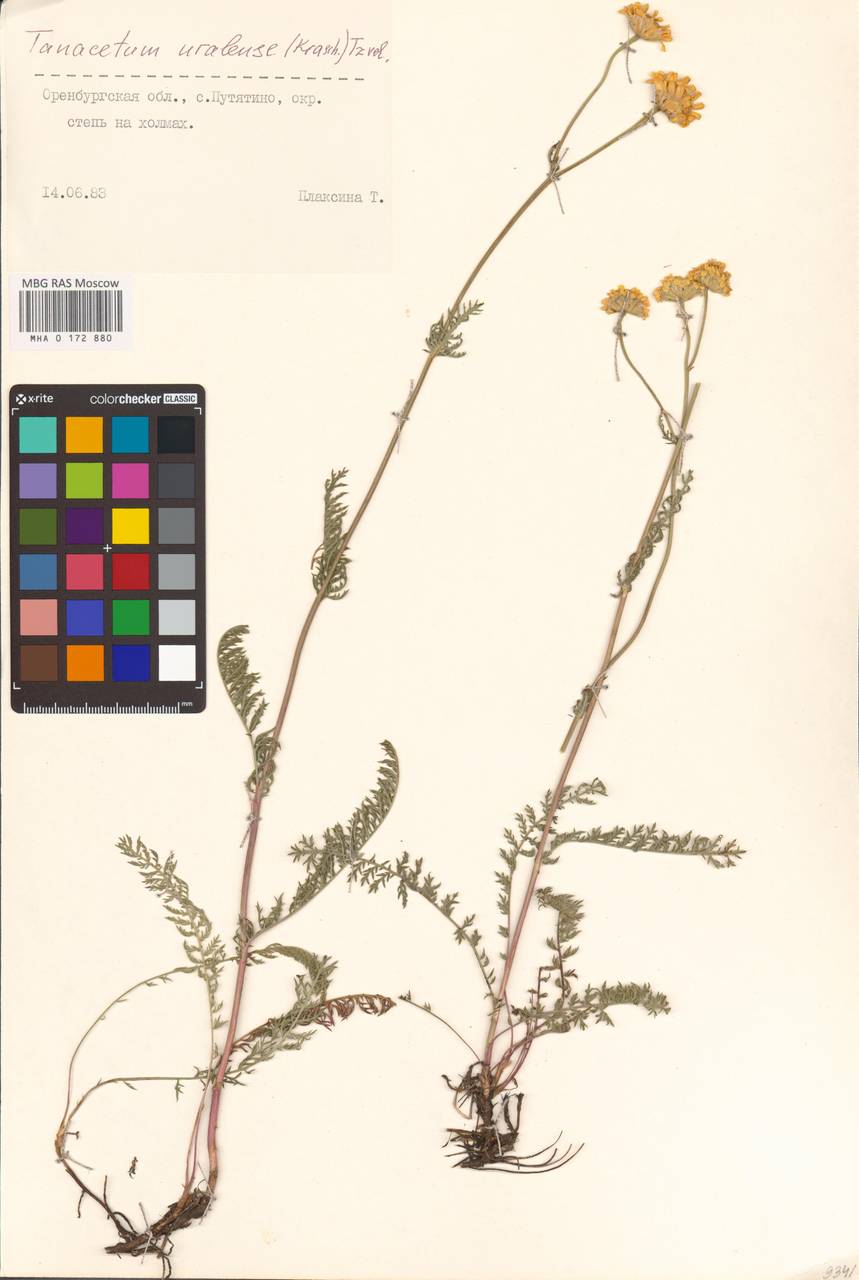 Пижма уральская (Krasch.) Tzvelev, Восточная Европа, Восточный район (E10) (Россия)