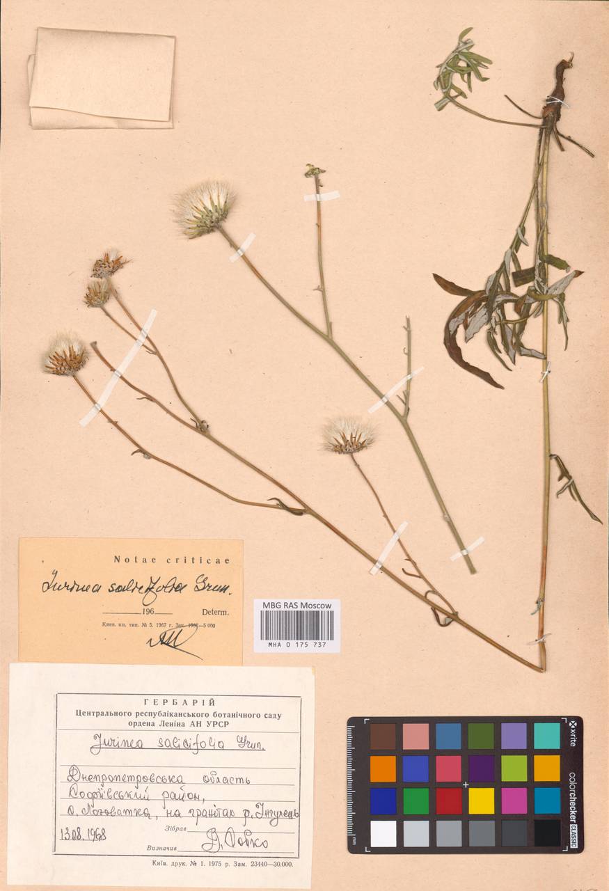 Jurinea salicifolia Gruner, Восточная Европа, Южно-Украинский район (E12) (Украина)