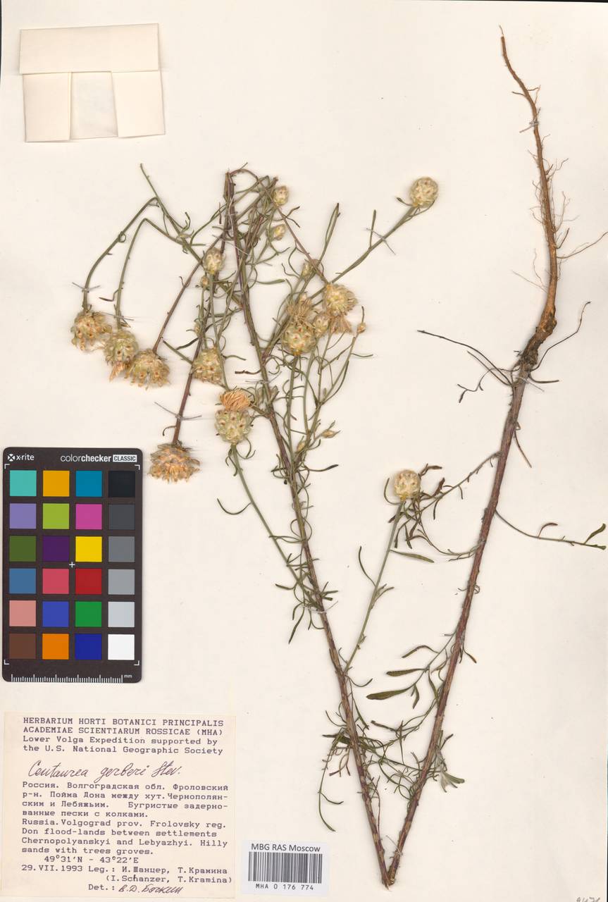 Василек Гербера Steven, Восточная Европа, Нижневолжский район (E9) (Россия)