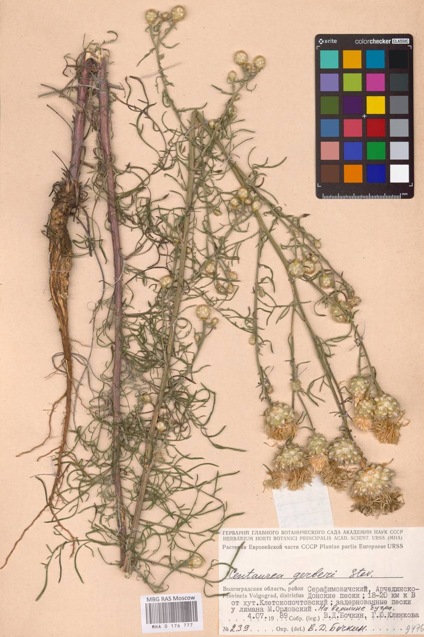 Василек Гербера Stev., Восточная Европа, Нижневолжский район (E9) (Россия)