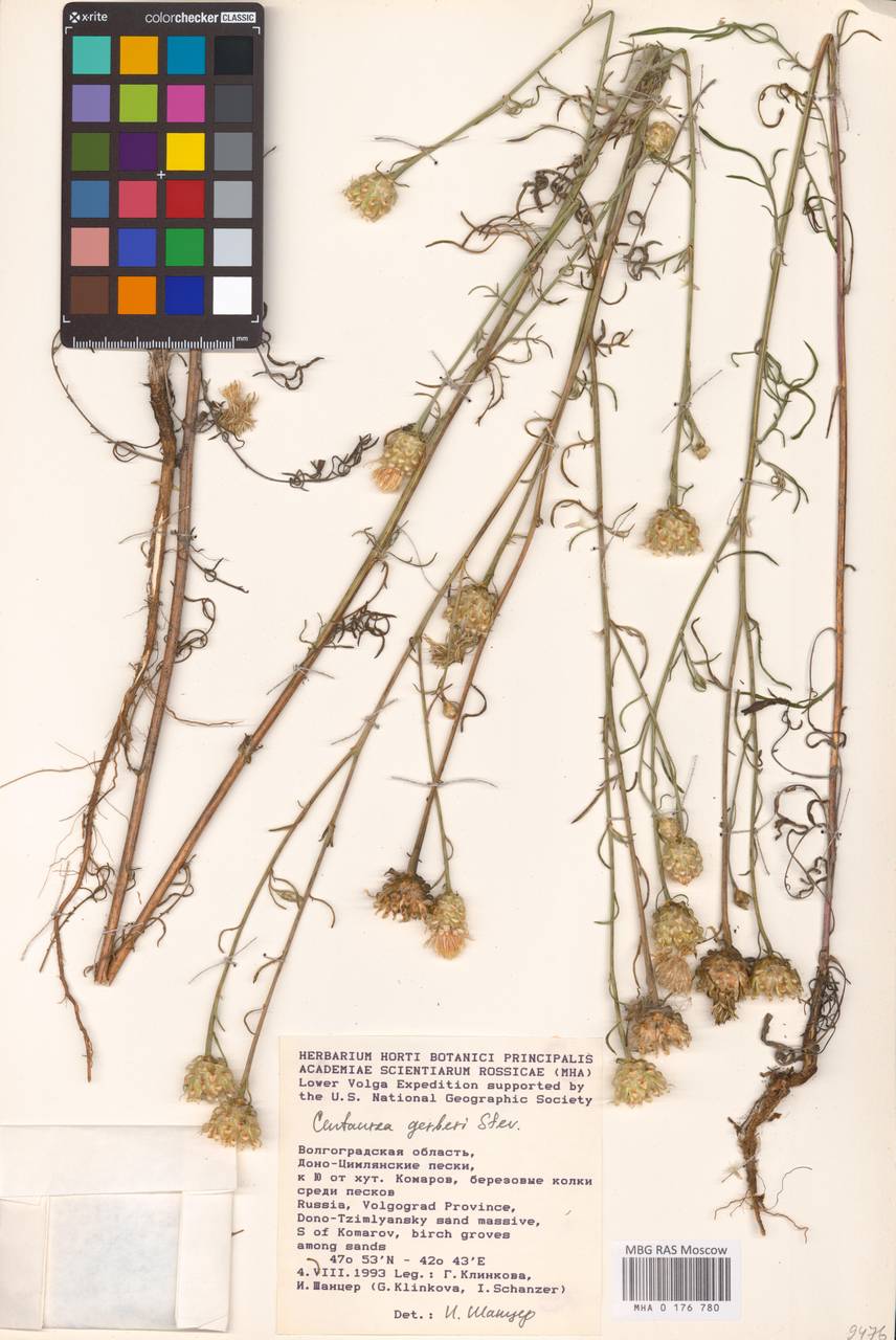 Василек Гербера Stev., Восточная Европа, Ростовская область (E12a) (Россия)