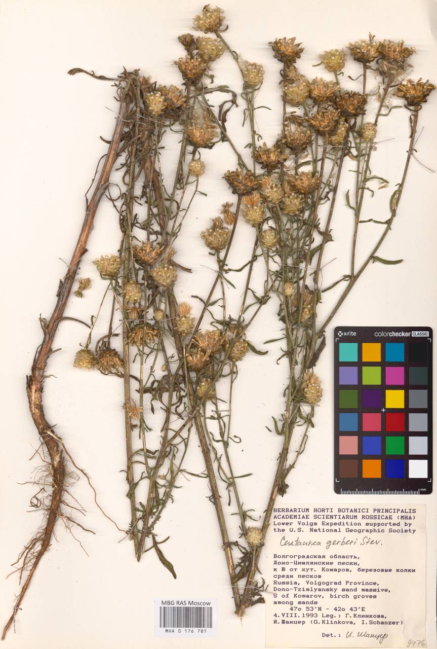 Василек Гербера Stev., Восточная Европа, Ростовская область (E12a) (Россия)