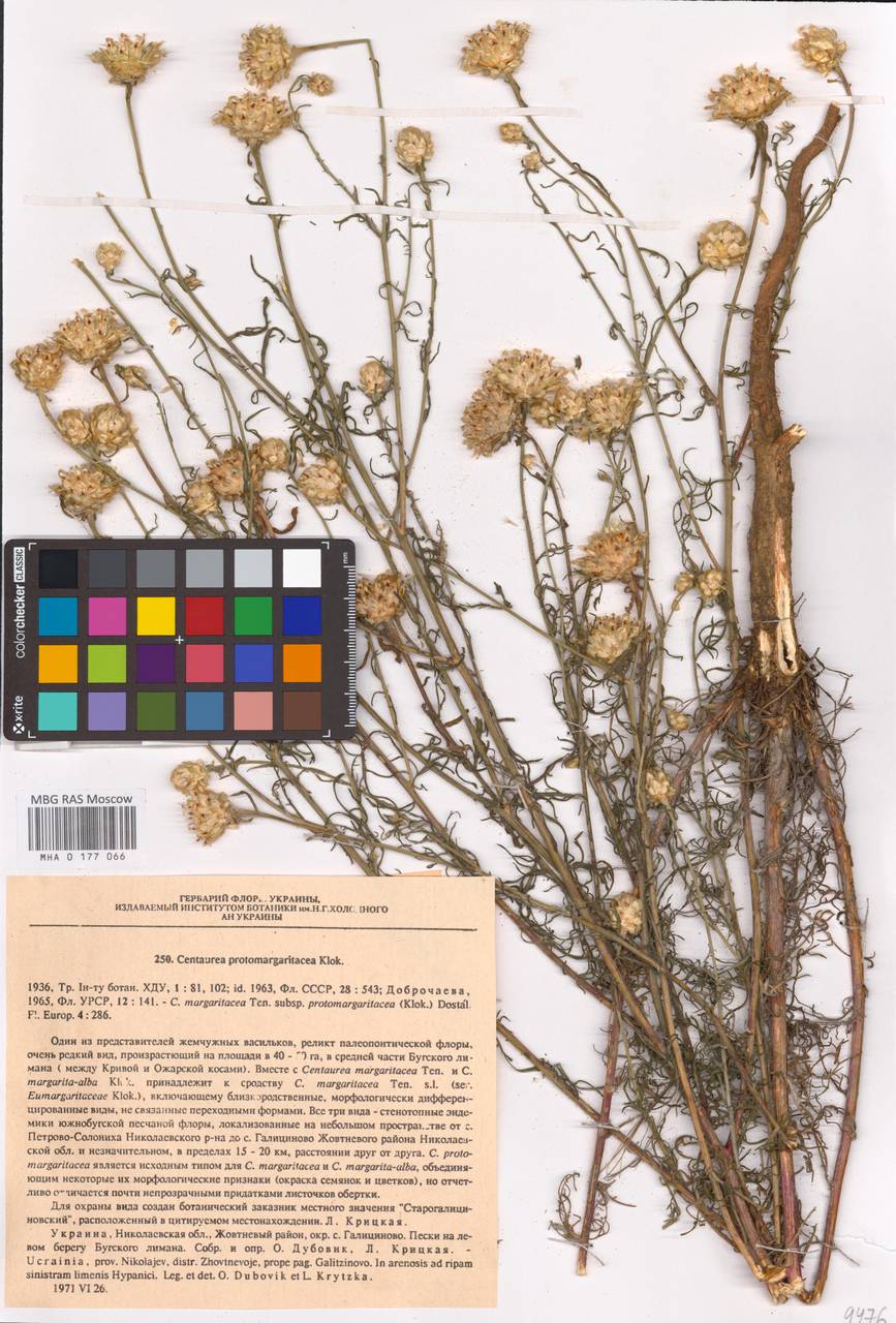 Centaurea protomargaritacea Klokov, Восточная Европа, Южно-Украинский район (E12) (Украина)