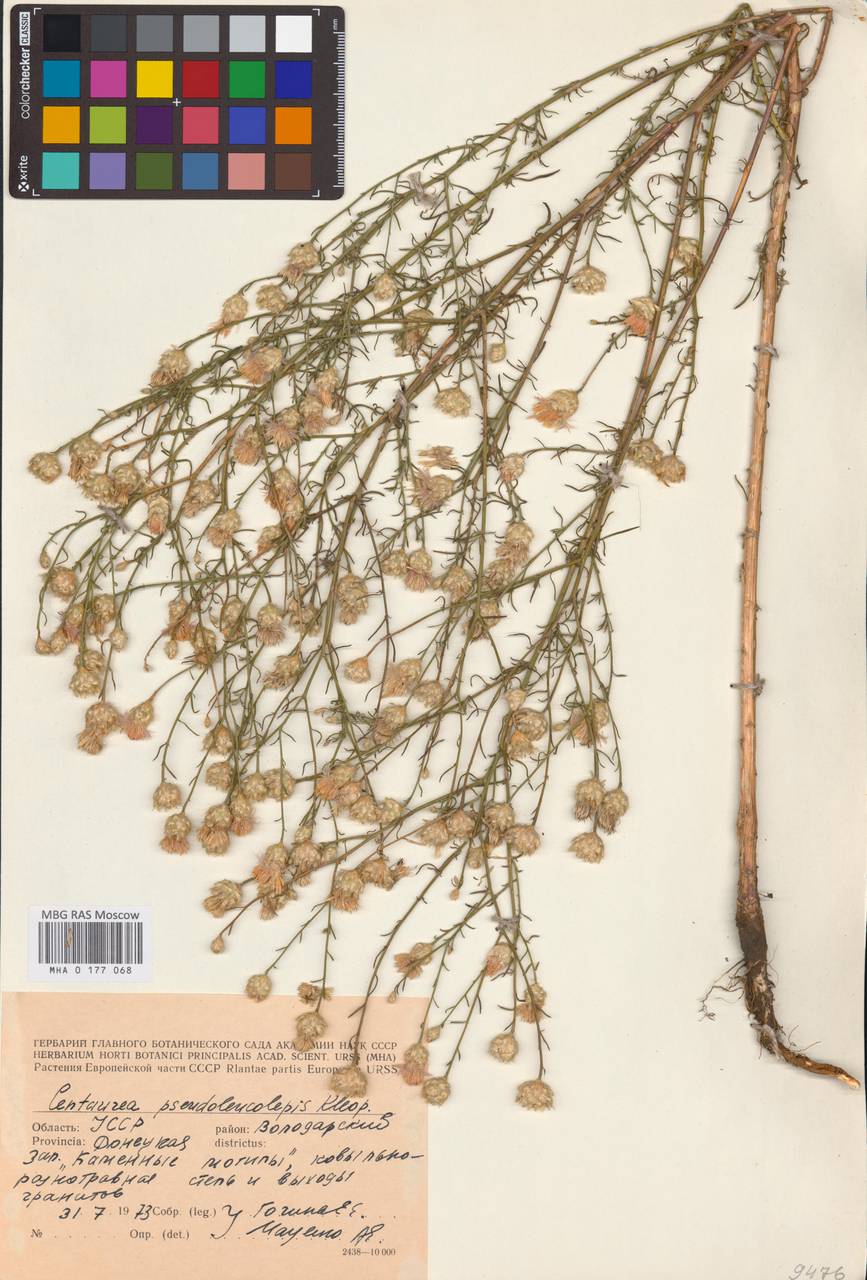 Василек ложно-белочешуйчатый Kleopow, Восточная Европа, Южно-Украинский район (E12) (Украина)