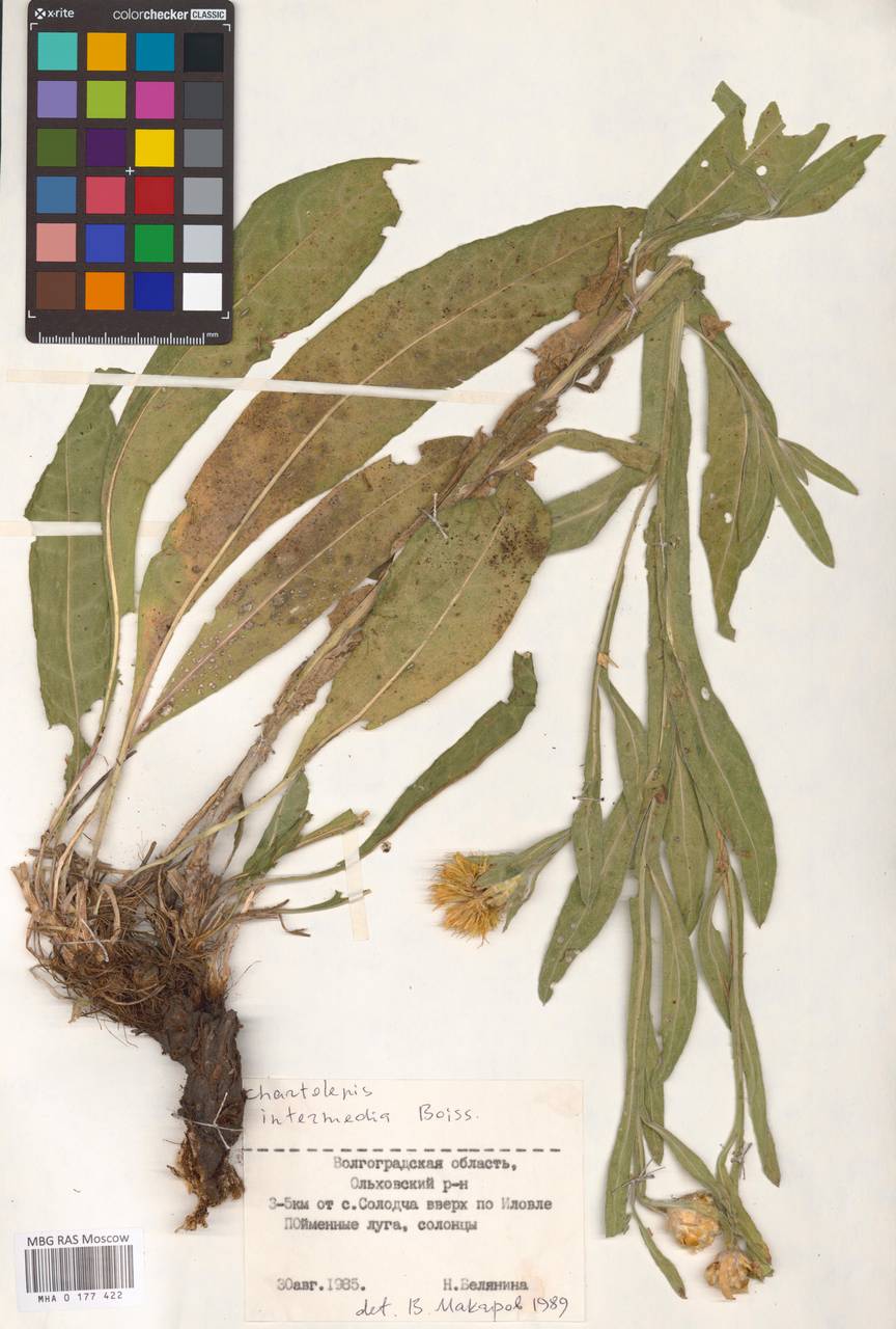 Centaurea glastifolia subsp. glastifolia, Восточная Европа, Нижневолжский район (E9) (Россия)