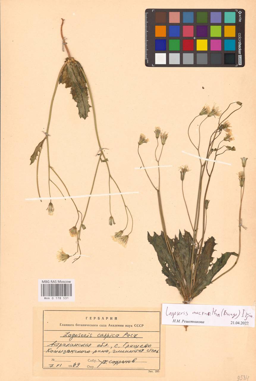 Скерда обратнояйцевидная (Boiss. & Noë) Babc., Восточная Европа, Нижневолжский район (E9) (Россия)