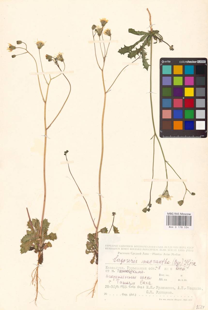 Скерда обратнояйцевидная (Boiss. & Noë) Babc., Средняя Азия и Казахстан, Прикаспийский Устюрт и Северное Приаралье (M8) (Казахстан)