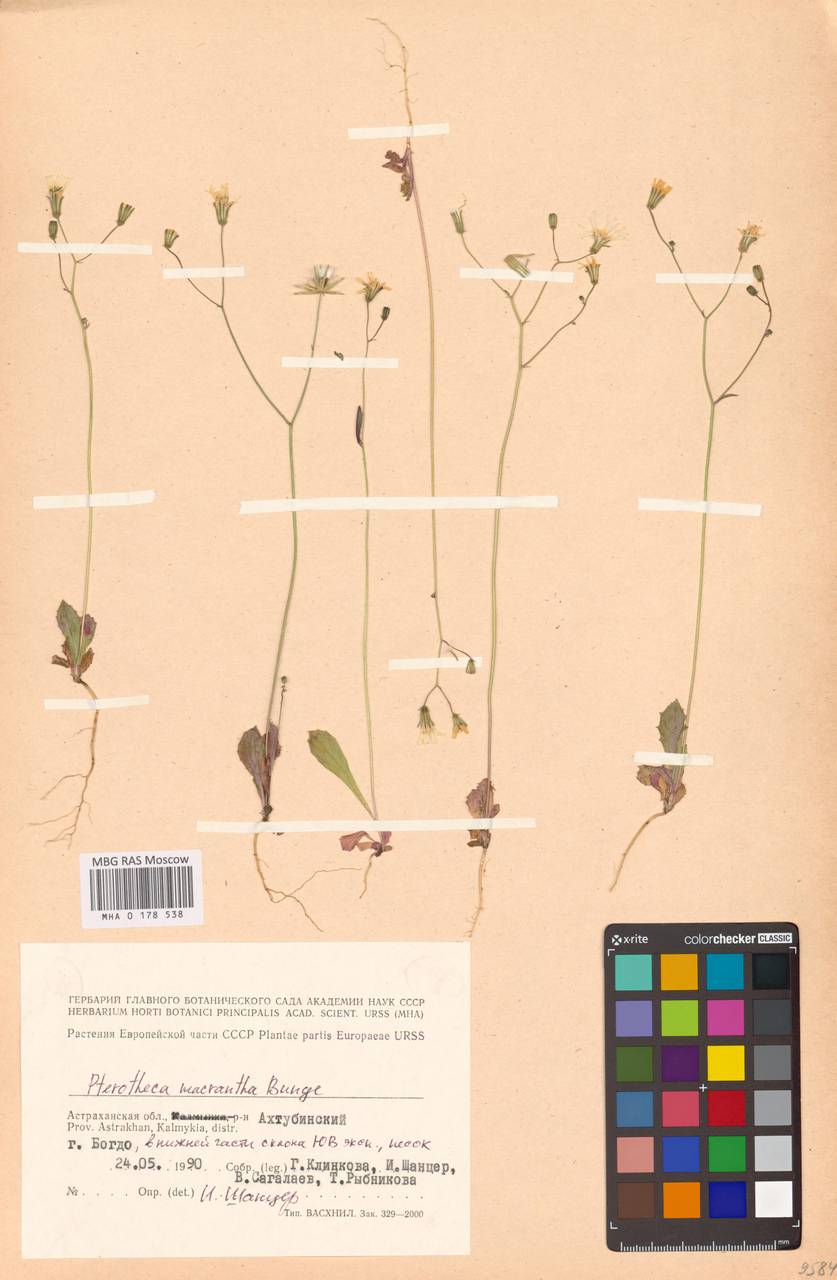 Скерда обратнояйцевидная (Boiss. & Noë) Babc., Восточная Европа, Нижневолжский район (E9) (Россия)