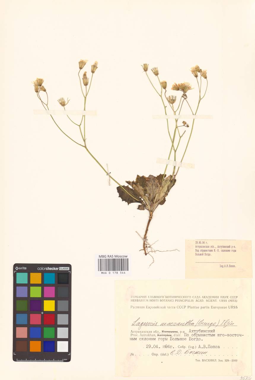 Скерда обратнояйцевидная (Boiss. & Noë) Babc., Восточная Европа, Нижневолжский район (E9) (Россия)