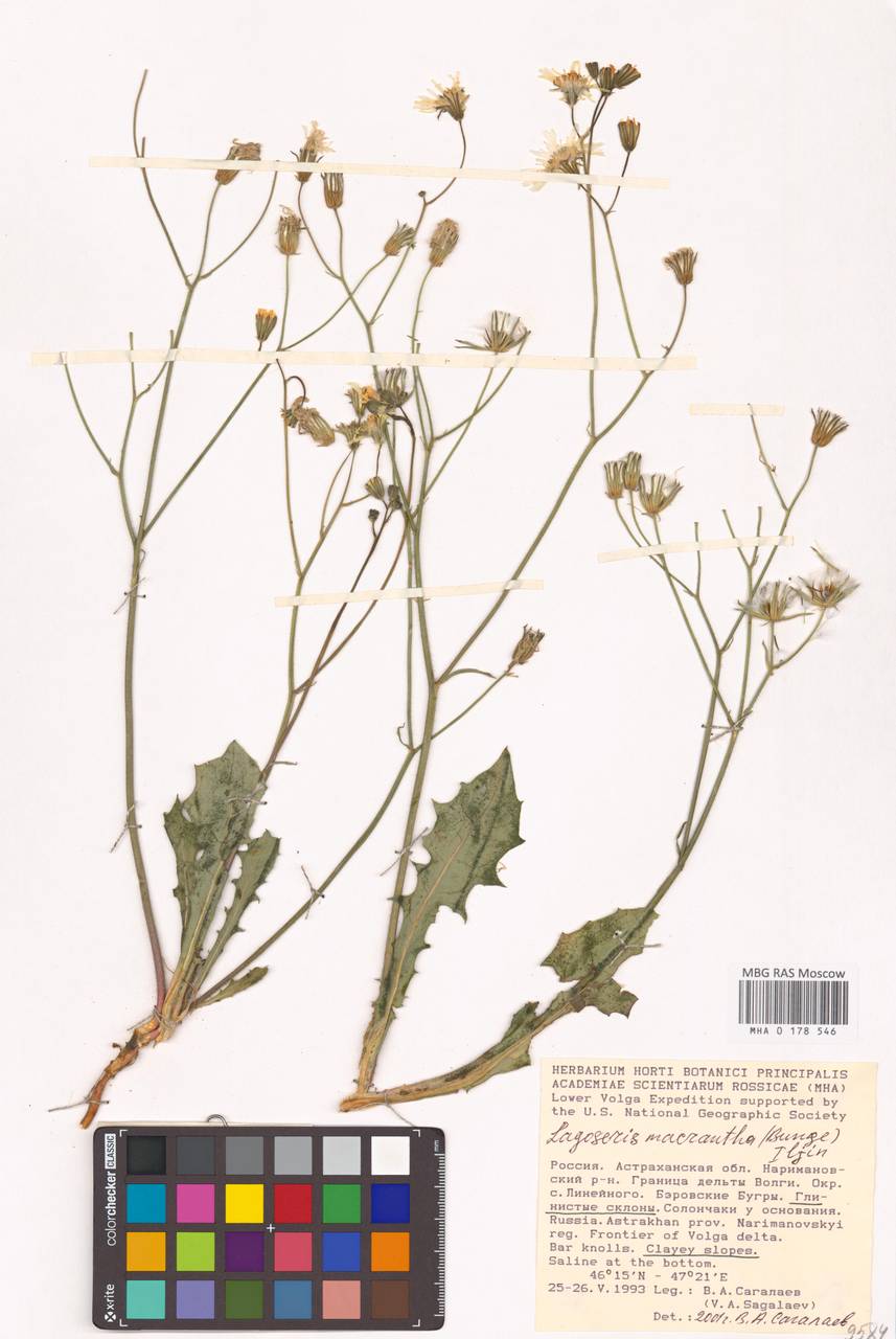 Скерда обратнояйцевидная (Boiss. & Noë) Babc., Восточная Европа, Нижневолжский район (E9) (Россия)