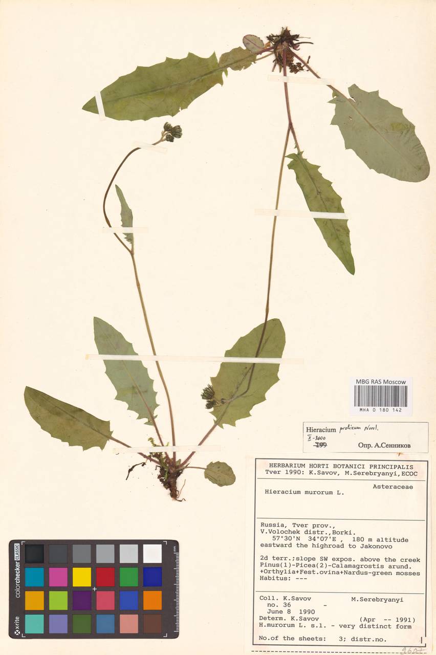 Hieracium bifidum subsp. submaculosum (Dahlst.) Zahn, Восточная Европа, Северо-Западный район (E2) (Россия)