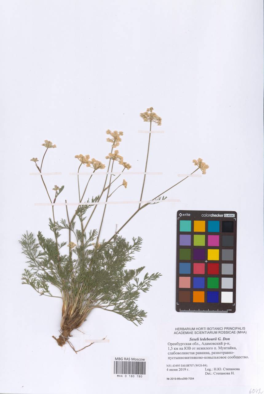 Конский фенхель Ледебура (G. Don), Восточная Европа, Восточный район (E10) (Россия)