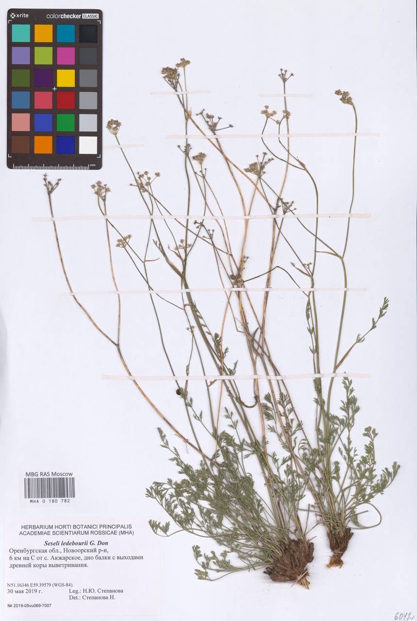 Конский фенхель Ледебура (G. Don), Восточная Европа, Восточный район (E10) (Россия)