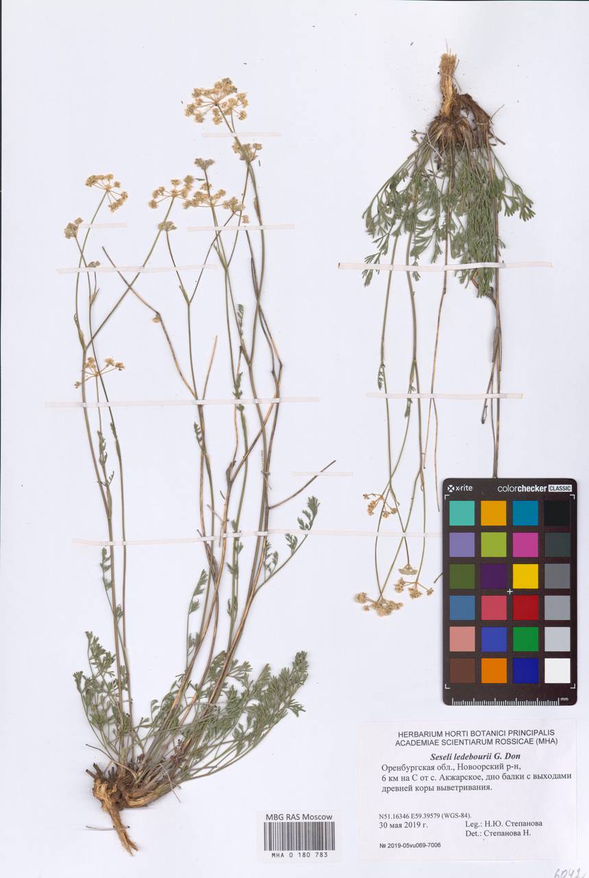 Конский фенхель Ледебура (G. Don), Восточная Европа, Восточный район (E10) (Россия)