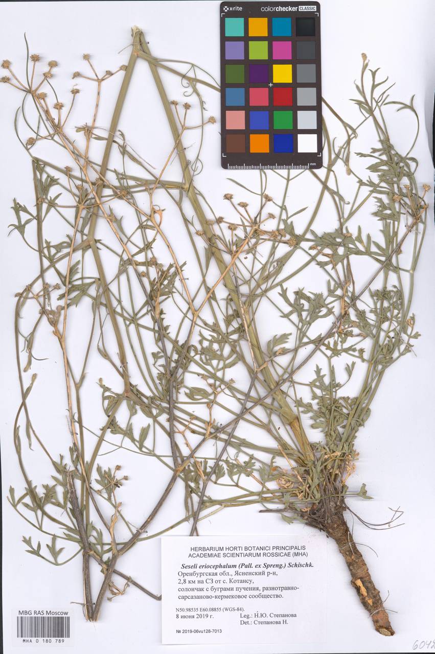 Жабрица пушистоголовая (Pall. ex Spreng.) Schischk., Восточная Европа, Восточный район (E10) (Россия)