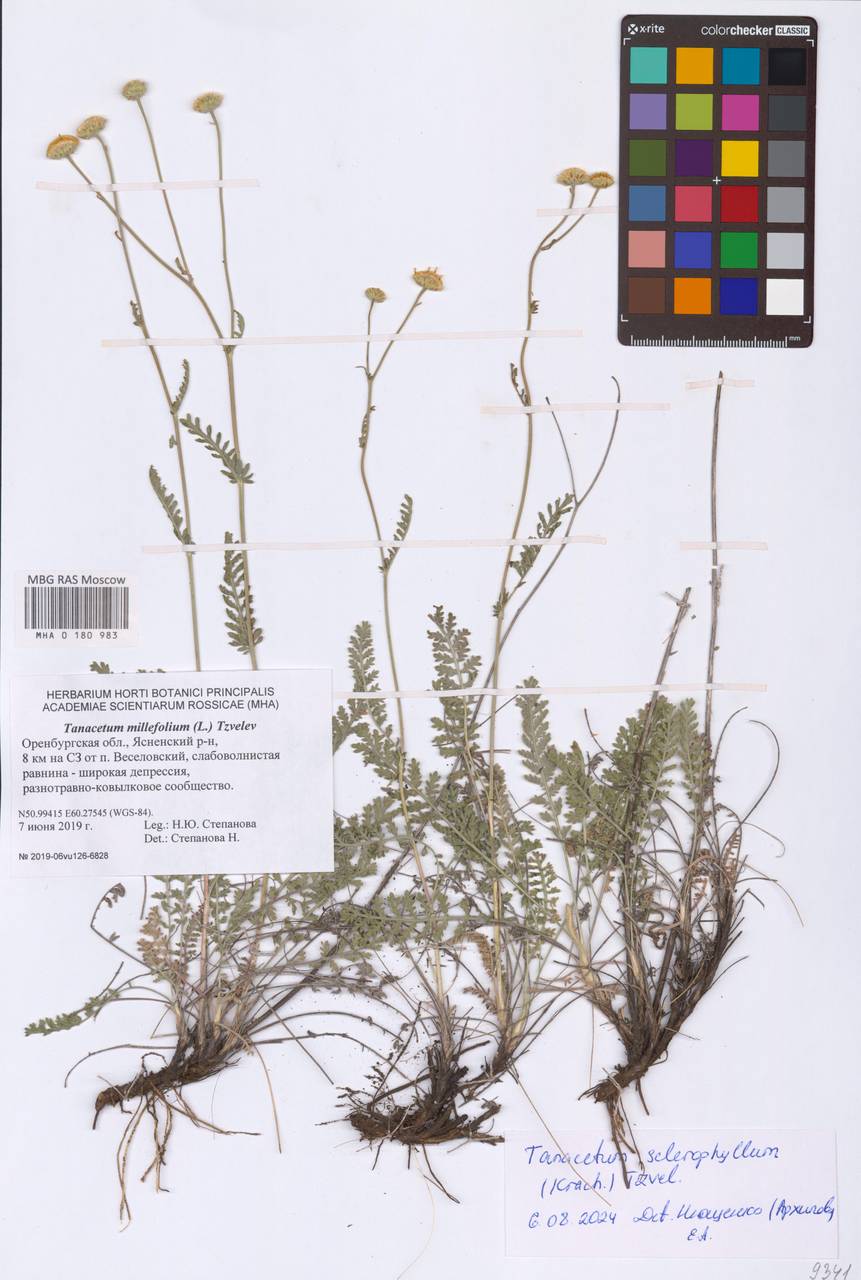 Пижма жестколистная (Krasch.) Tzvelev, Восточная Европа, Восточный район (E10) (Россия)