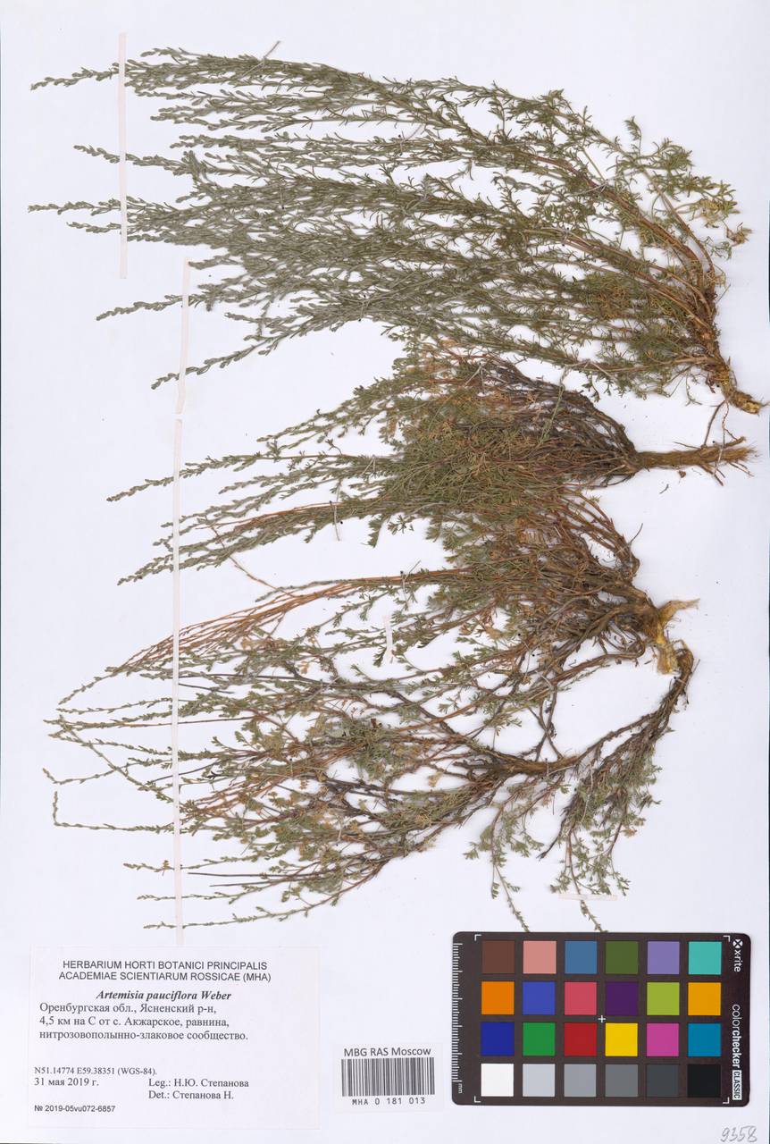 Artemisia pauciflora (levant wormseed)