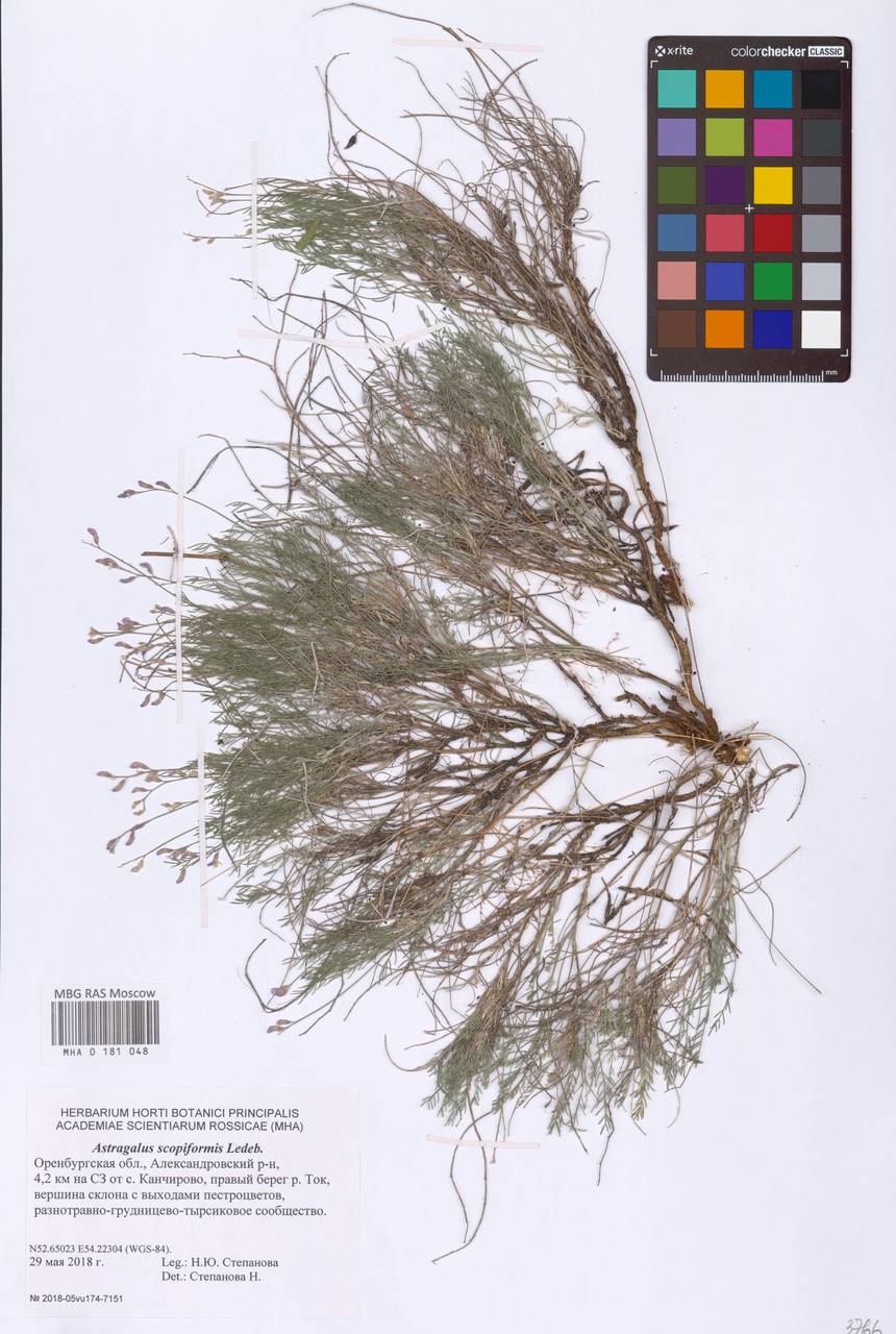 Astragalus scopaeformis Ledeb., Восточная Европа, Восточный район (E10) (Россия)